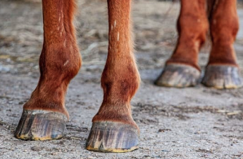 probleme locomoteur cheval